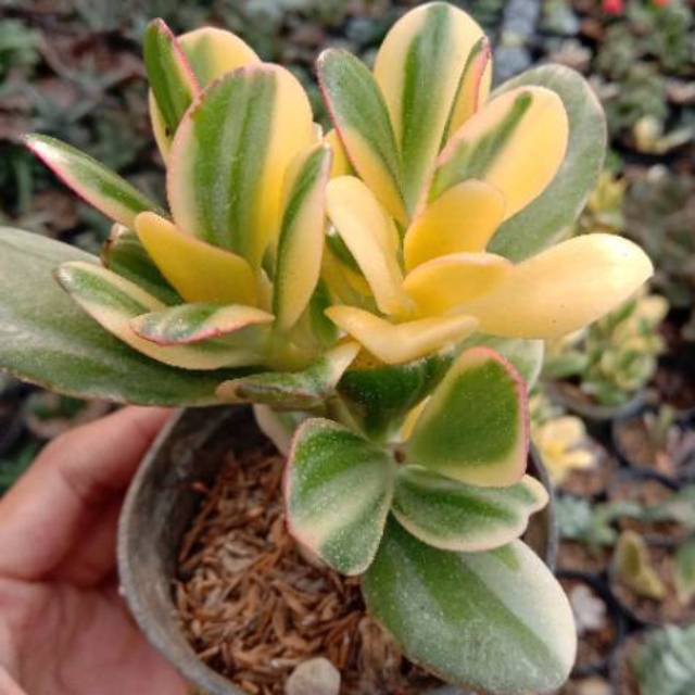 Sukulen jadeplant variegata cluster