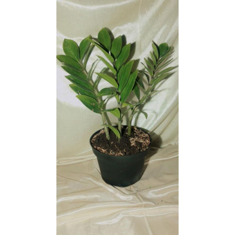 ZZ PLANT zamioculcas zamiifolia