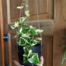 tanaman hias Ivy bibit tanaman hias gantung