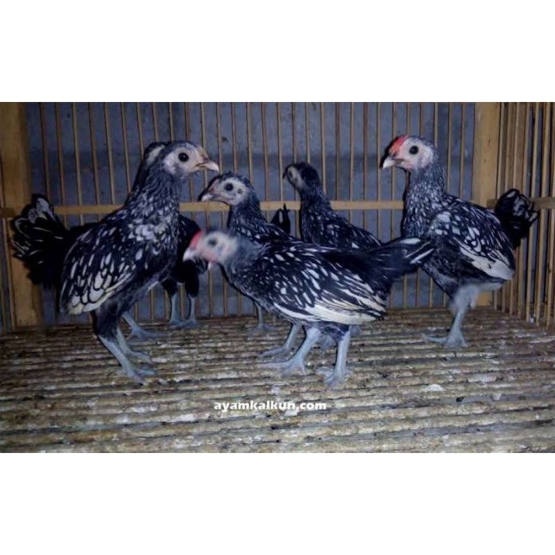 SEPASANG AYAM KATE BATIK KANADA 2,5 BULAN