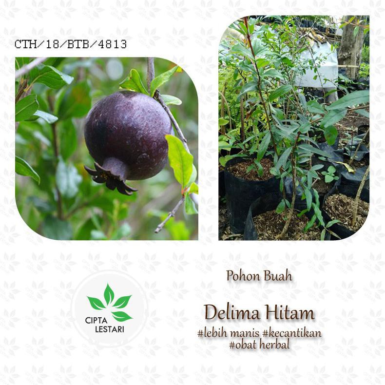 bibit delima hitam pohon delima hitam bibit buah delima hitam pohon buah delima hitam ford