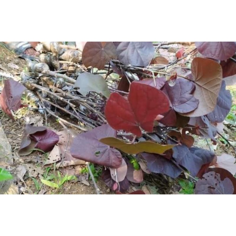 Bibit bonsai waru merah super