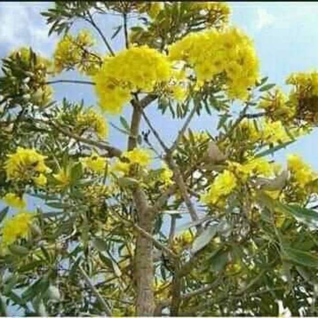 BIBIT POHON TABEBUYA KUNING