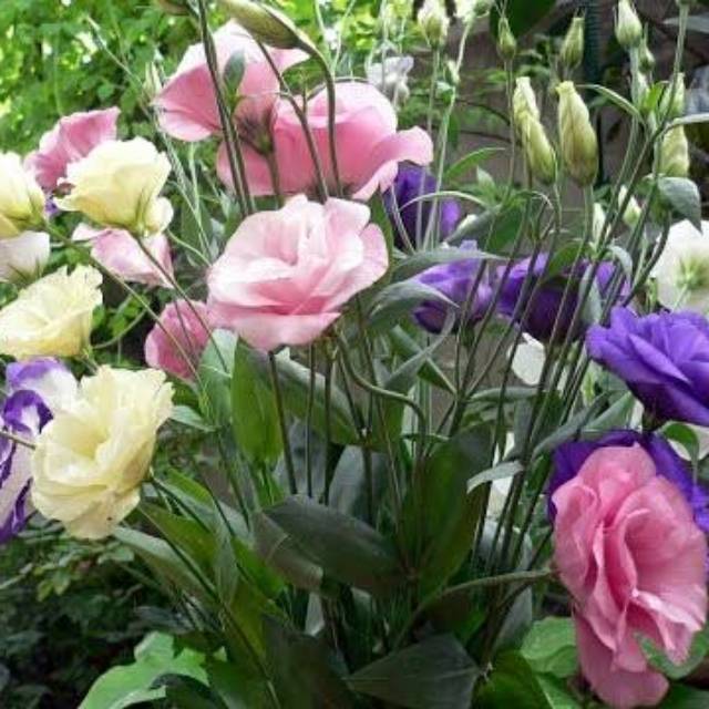 Benih EUSTOMA Lisianthus Mixed Biji Bunga