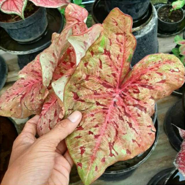 Tanaman Hias Caladium Leopard Tanaman Bunga Keladi Leopard Tanaman Hias Keladi Murah