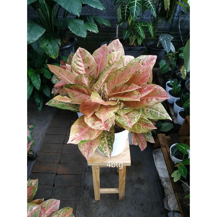Aglonema big roy mutasi dewasa/ AGLONEMA BIG ROY MUTASI up 4 daun jumbo