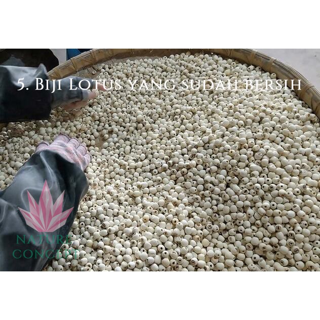Biji Teratai Lotus Seed Fresh Makanan Diet Sehat Alami Organik Lian zi Grade AAAAA Terbaik