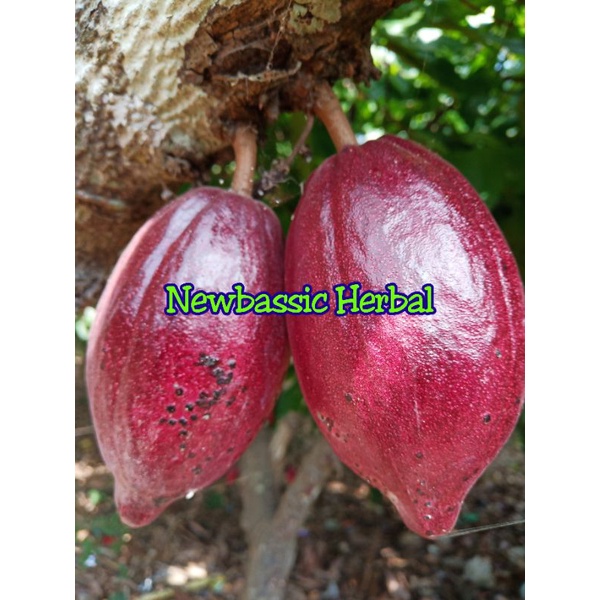 

buah coklat merah cacao merah 1kg
