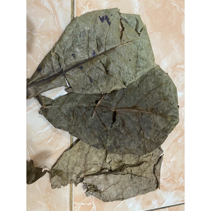 Daun ketapang kering 100gr