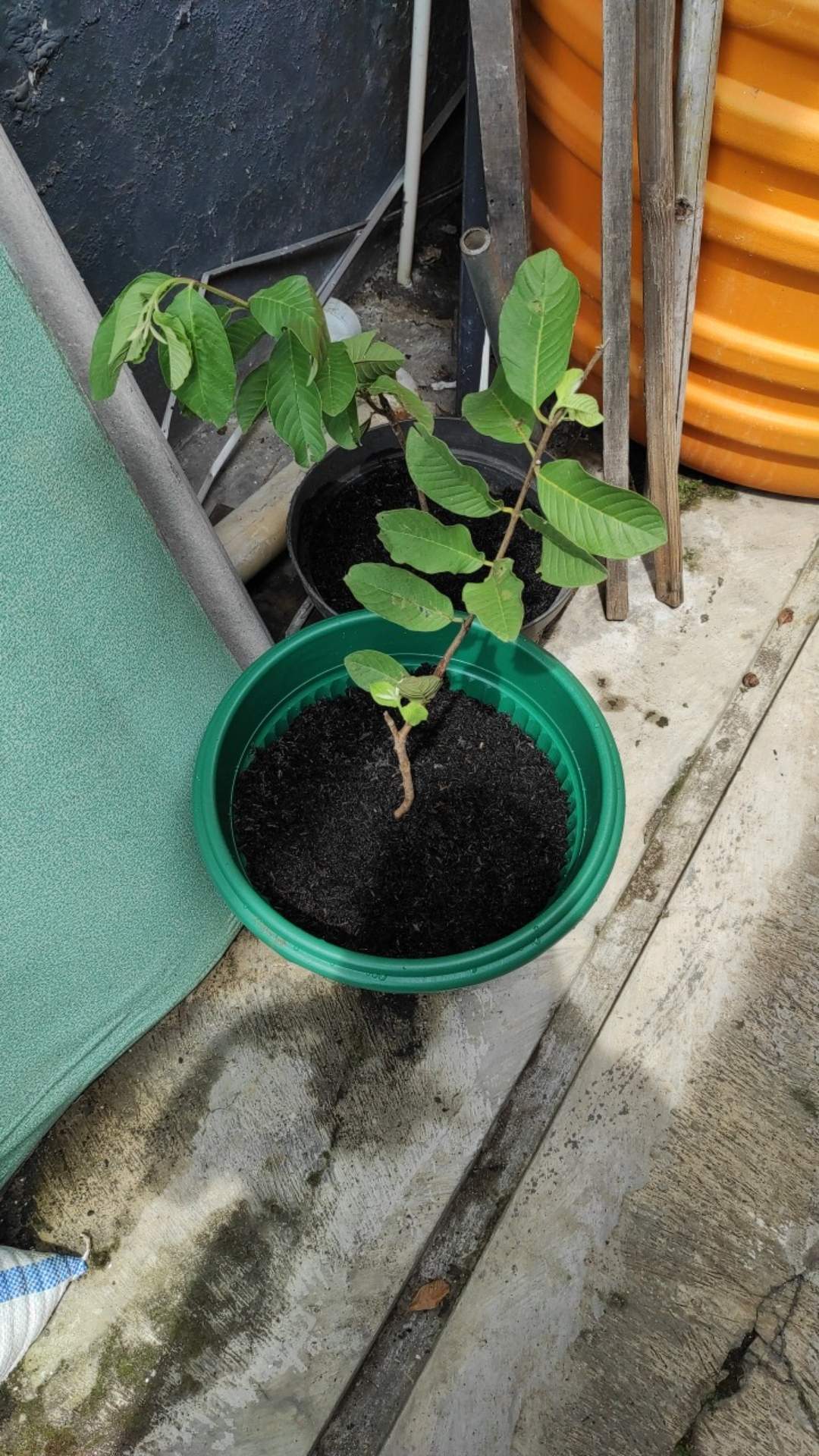 Bibit Buah Jeruk Purut/bumbu