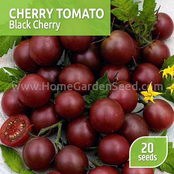 Benih Tomat, Cherry Tomato Black Cherry - Home Garden Seed