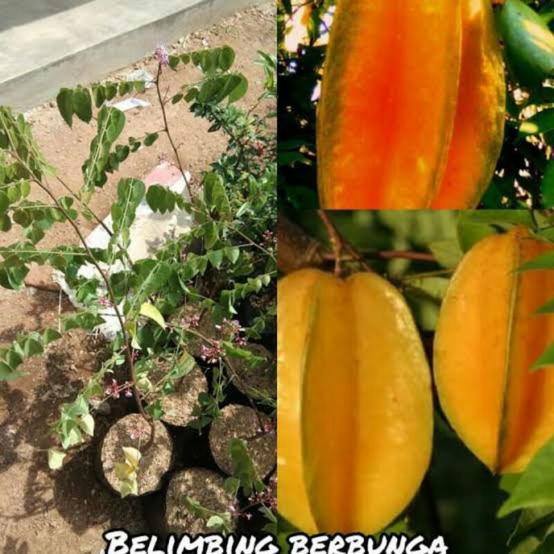 Bibit belimbing madu belimbing manis belimbing jumbo belimbing berbuah belimbing bangkok okulasi