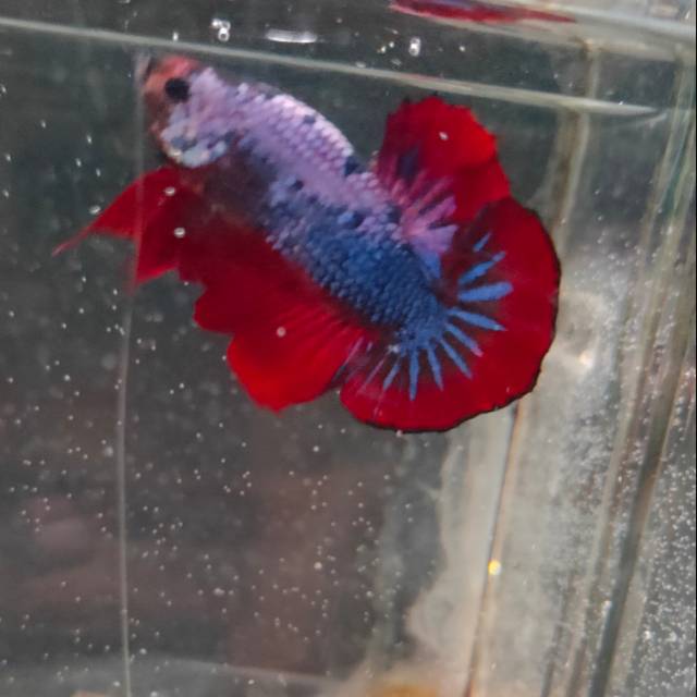 Ikqn Hias Cupang Plakat Fancy