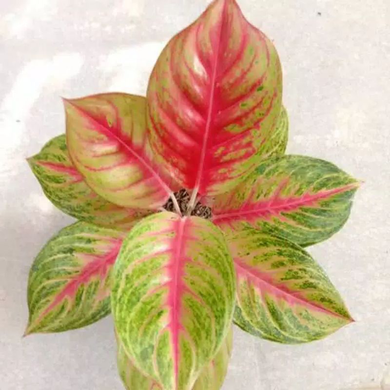 aglonema andini / anakan aglonema / bibit aglonema andini