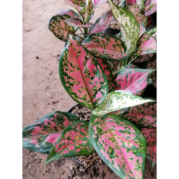 Aglaonema Red Anjamani - Tanaman Aglonema Dud Anjamani