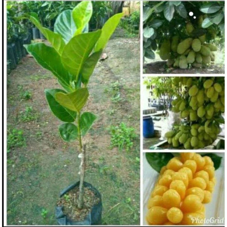 bibit nangka cempedak