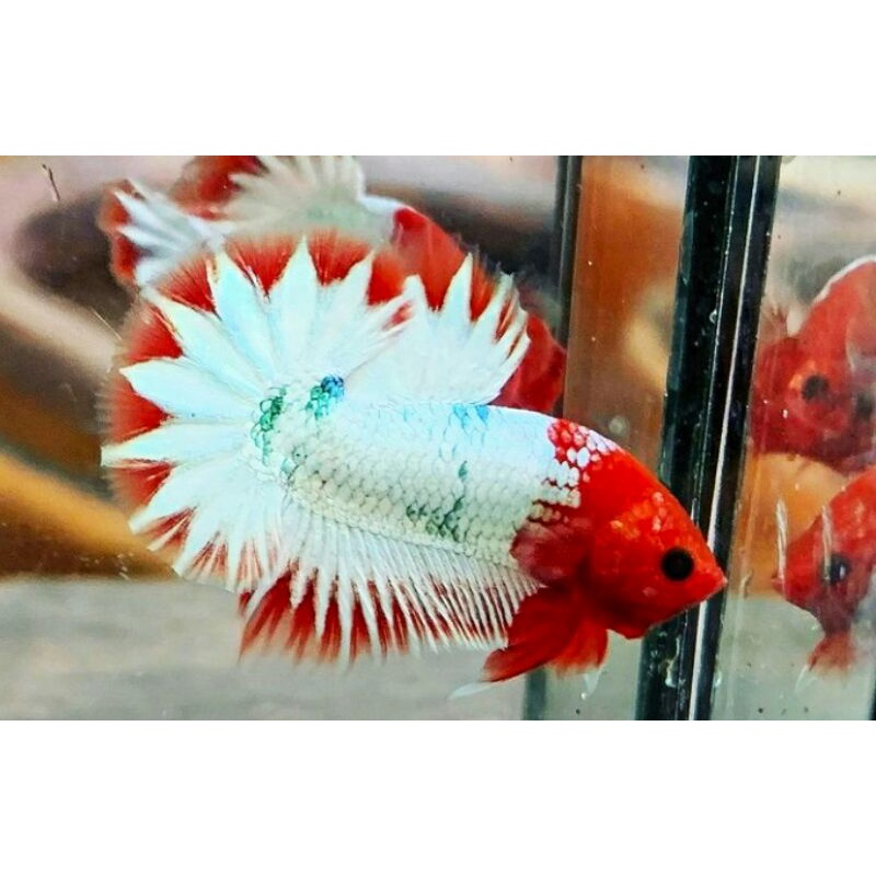 Fccp Red Head Mix Orange Head ( Bukan Rijekan)