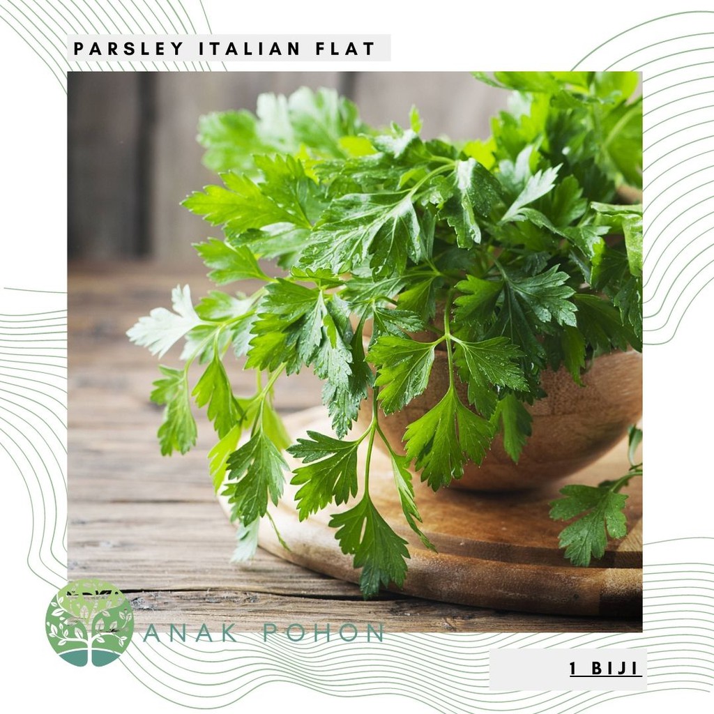 Benih Bibit Biji - Parsley Italian Flat Leaf Herb Seeds - IMPORT