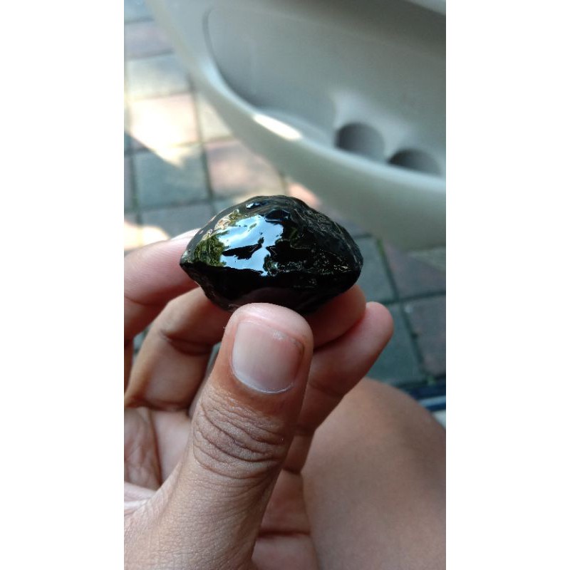 Muncang adu jenis Wadas lintang