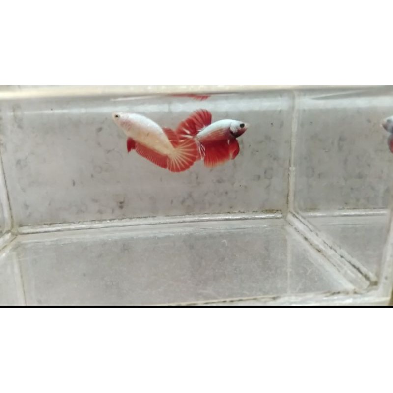 1 pair hmpk red dragon