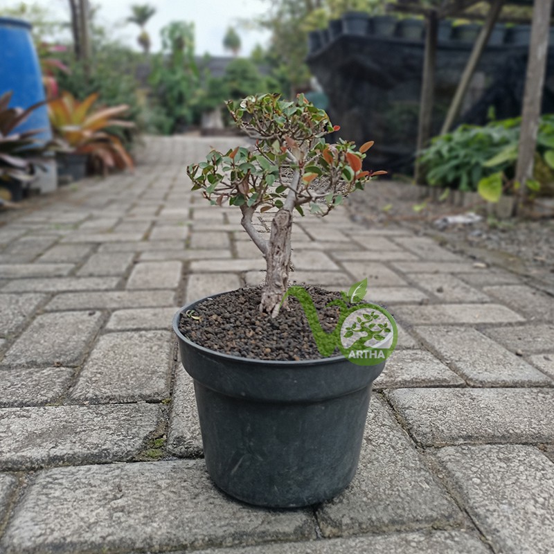 Bonsai Ficus Silver/Iprik Silver