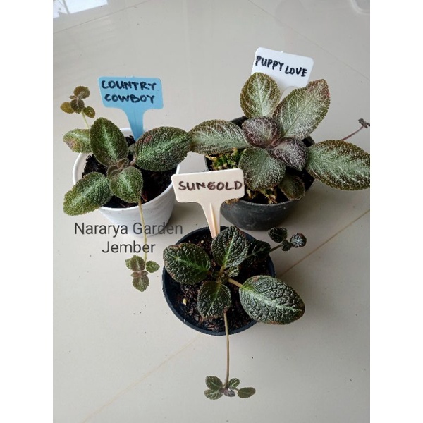Paket 3 episcia import (bunga kuning dan merah)