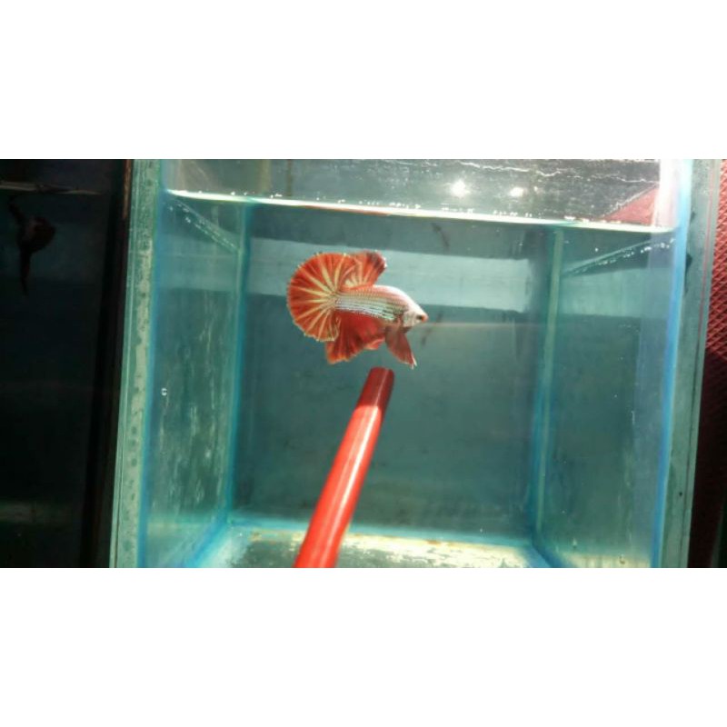 1 Pair HMPK Red Dragon