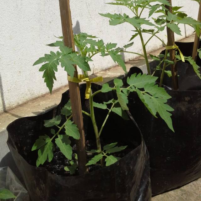 POHON TOMAT TANAMAN TOMAT