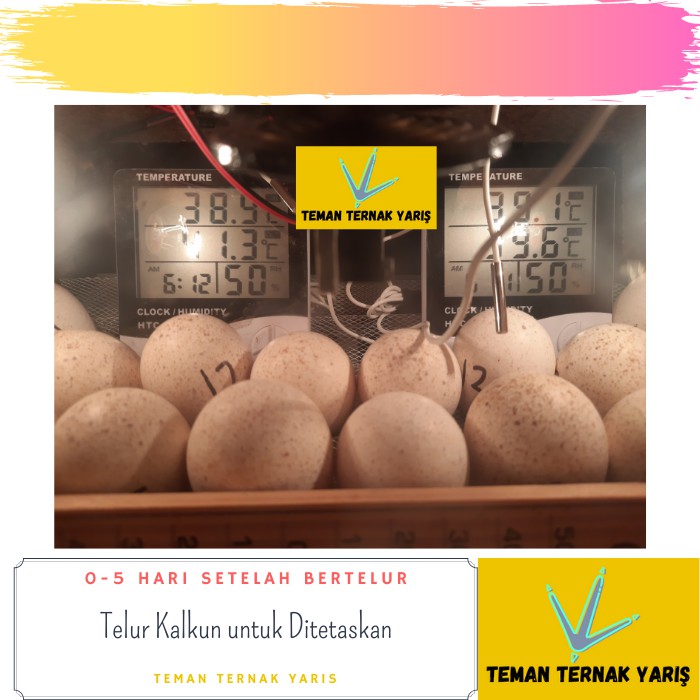 Telur Ayam Kalkun untuk Ditetaskan