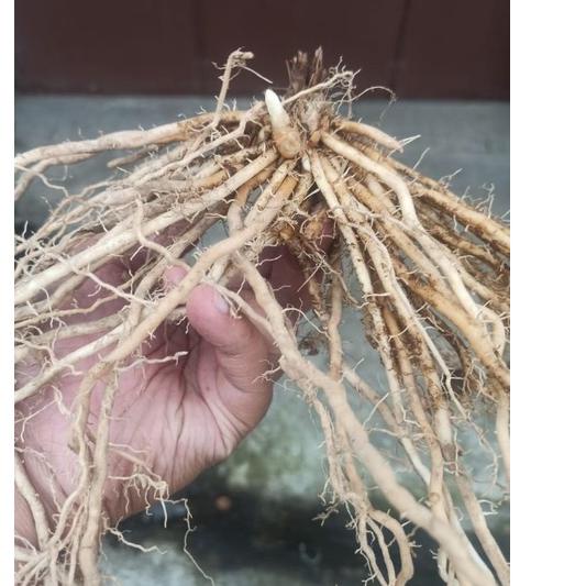 NEW TREND bonggol akar asparagus (2 pcs)