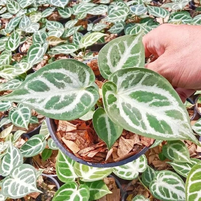 anthorium dorayaki silver blust/ kuping gajah dorayaki silver