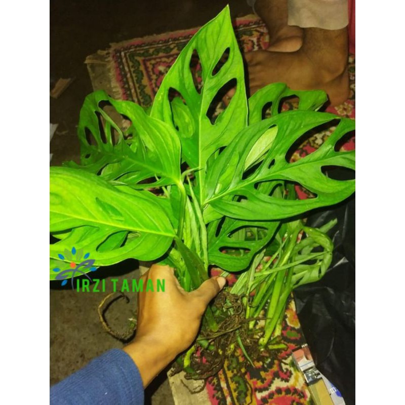Mostera Janda Bolong #Tanaman Janda Bolong