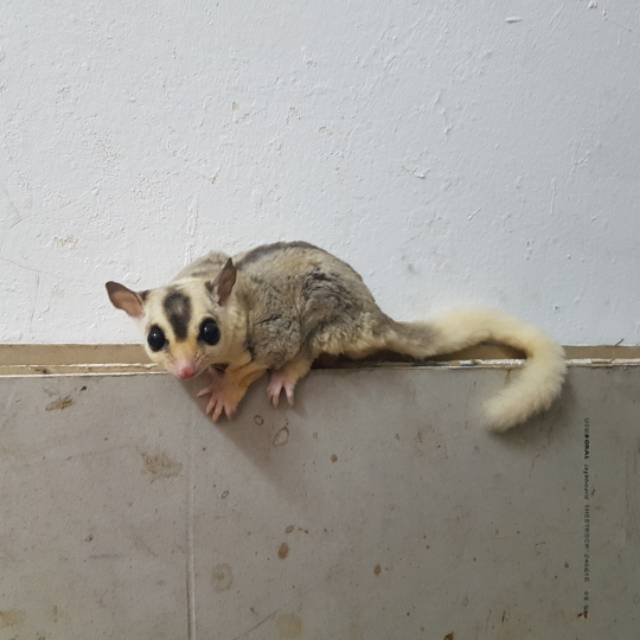 Dijual Sugar Glider Wf Mosaic Jantan Shopee Indonesia