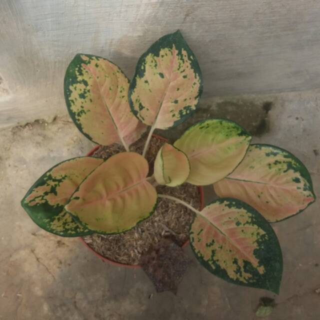 Aglonema sultan brunai