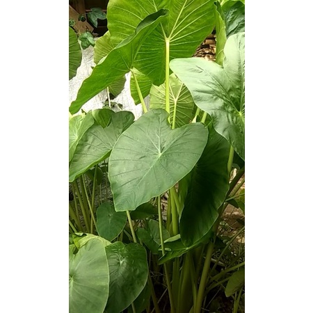TALAS KIMPUL,MBOTE PULEN,KHAS BOGOR,SEGAR 1.kg