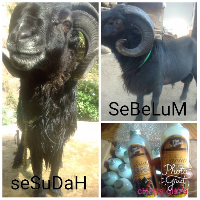 Sampo kuda memperpanjang bulu sampo omyok