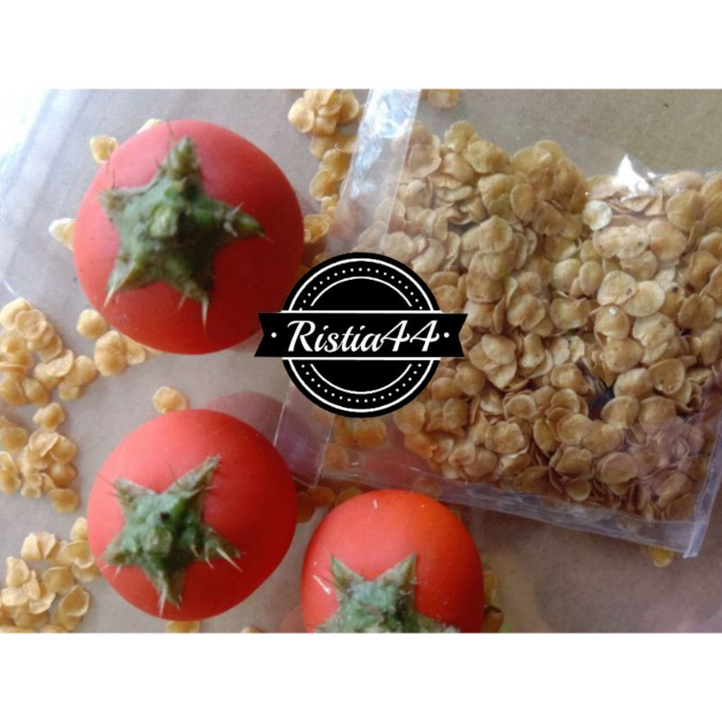 Benih biji terong pari terong berduri