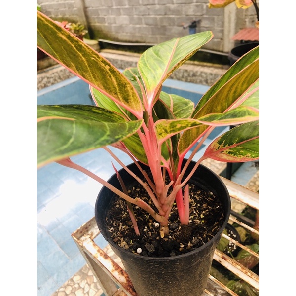 aglonema lipstik puding