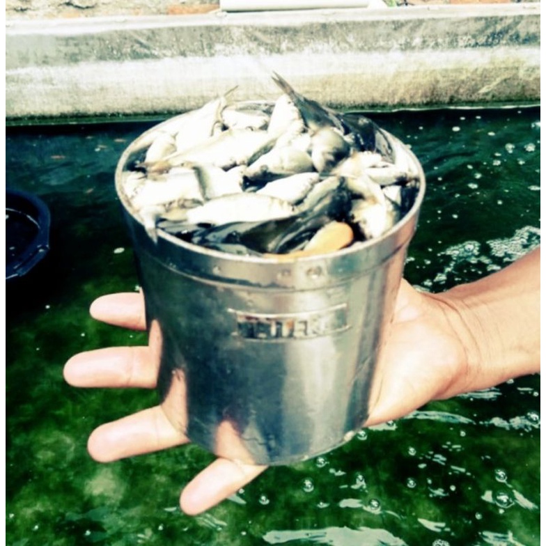 Ikan mas pakan ikan predator