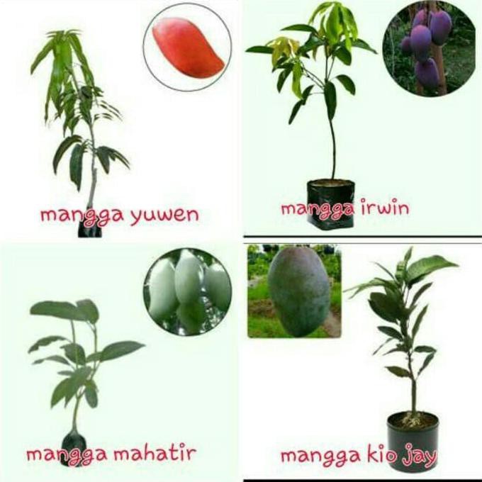 J1* Bibit Buah Mangga 4 Paket, Yuwen, Irwi, Mahatir, Kio Joy. Stok Ready