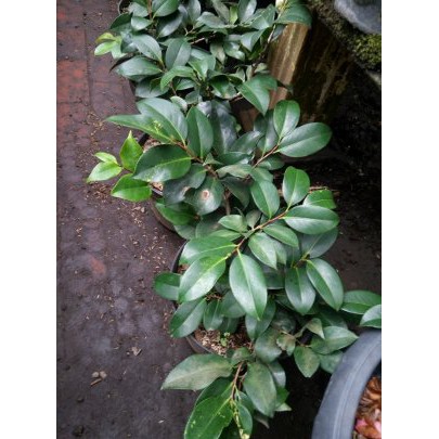 camelia pink bibit tanaman hias bunga