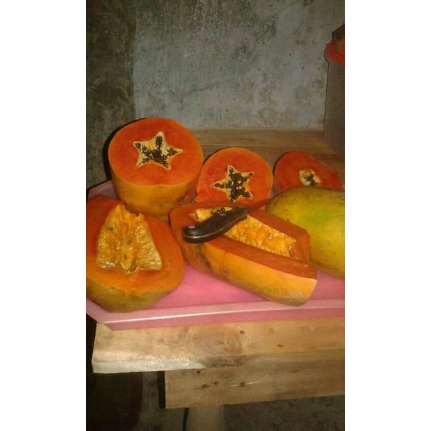 BIBIT PEPAYA THAILAND