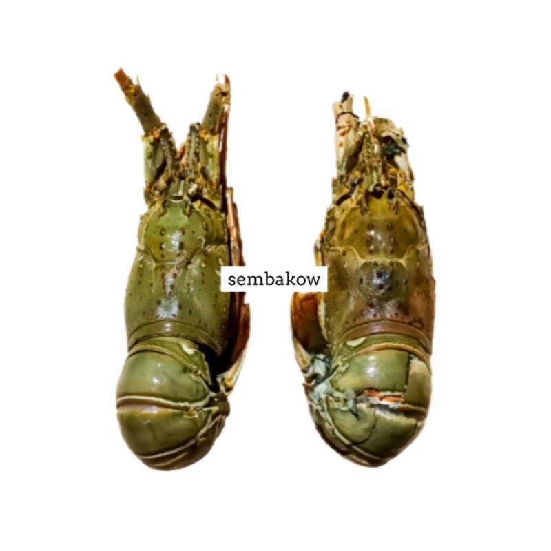 Lobster Laut 1kg Segar Fresh