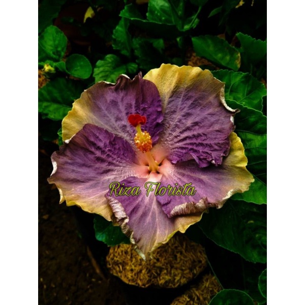 hibiscus bunga import blue ice
