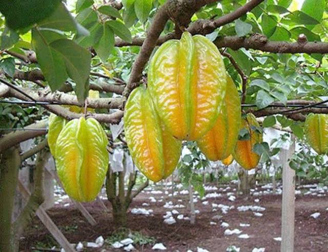 Belimbing Super Manis Bibit Buah Unggul Blimbing Kualitas Terbaik Okulasi Cangkok Stek Sambung Pucuk Shopee Indonesia