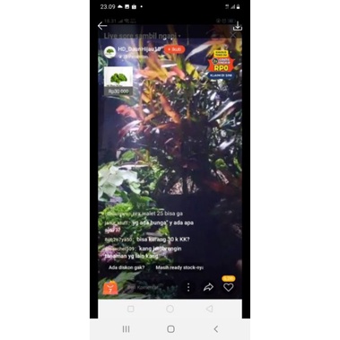 tanaman hias kuncup merah paket 2 plant