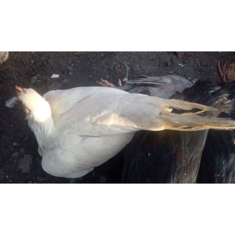 Ayam Kampung Putih Betina Hidup per Ekor