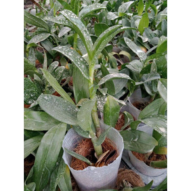 Anggrek Dendrobium Keriting Dewasa