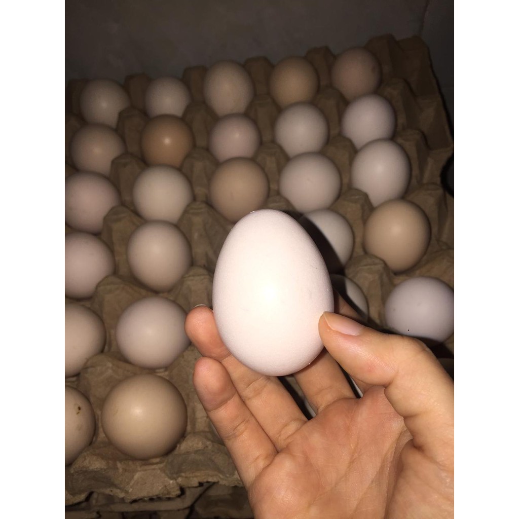 

Telur Ayam Kampung