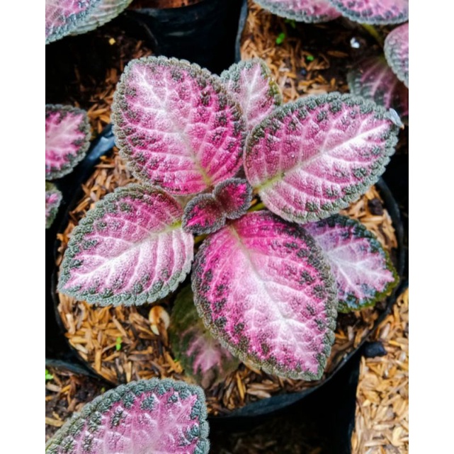 Tanaman Gantung Episcia Pink Bludru kode Ff